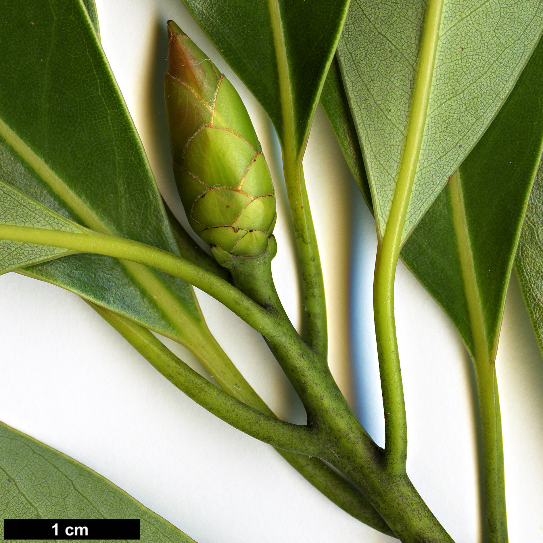 High resolution image: Family: Lauraceae - Genus: Machilus - Taxon: thunbergii 